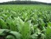 tobacco plants if a field